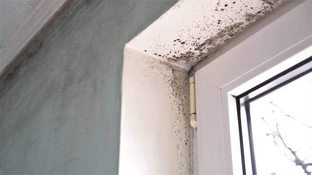 Best Certified Mold Removal  in Athens, TN