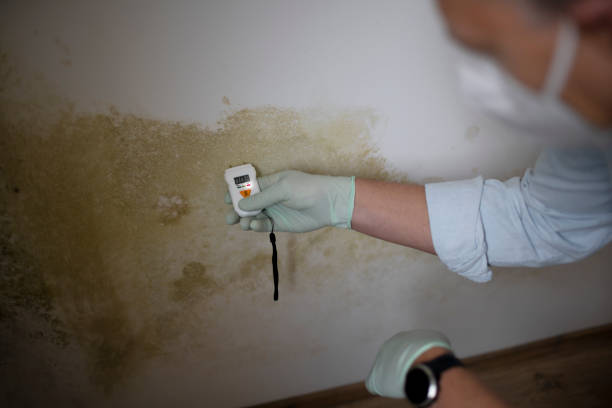 Best Commercial Mold Removal  in Athens, TN