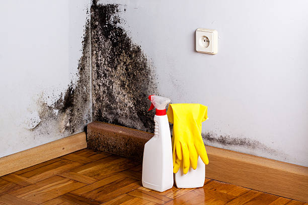 Certified Mold Removal in Athens, TN