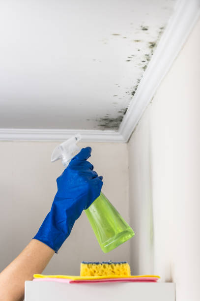 Mold Removal and Inspection in Athens, TN